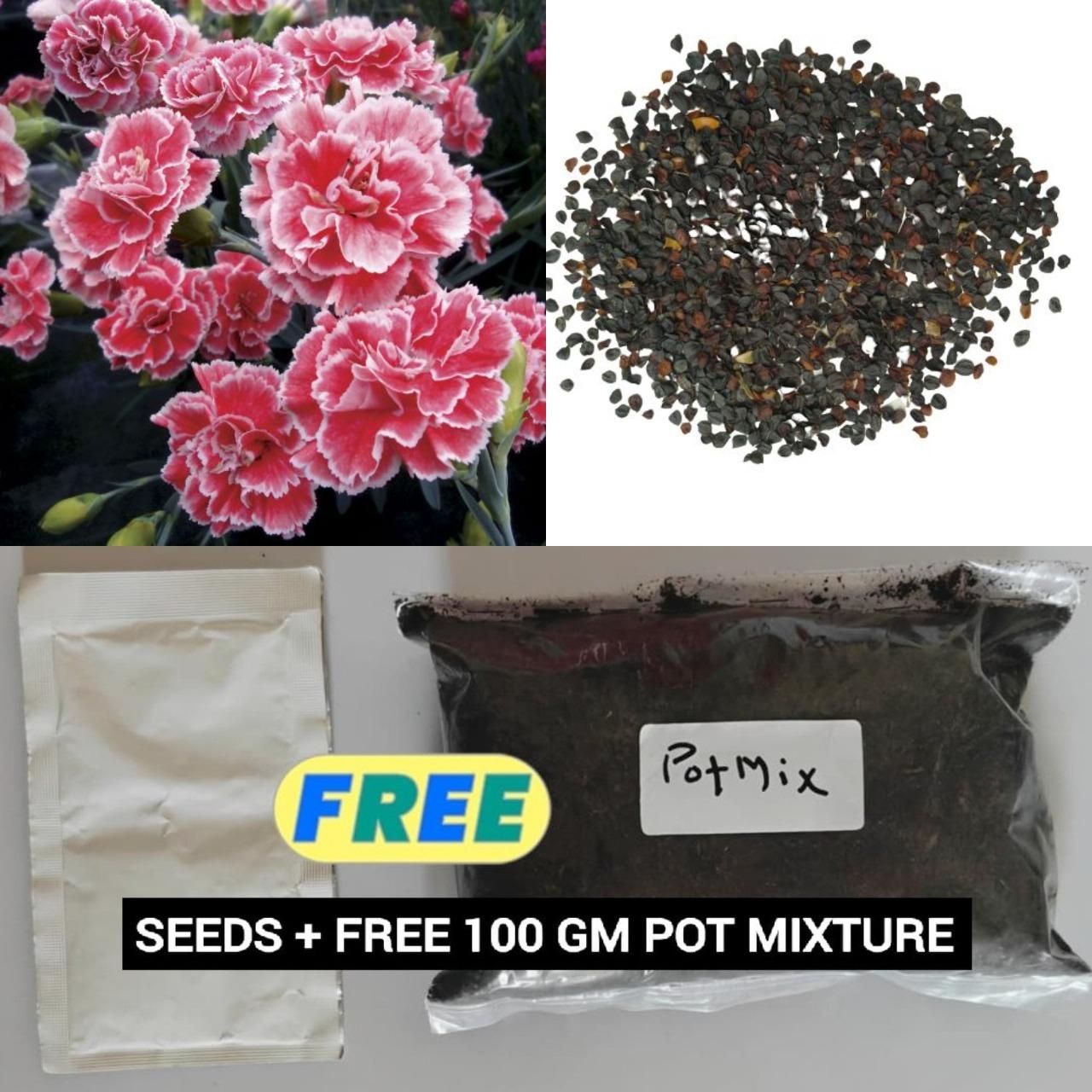 Dianthus Seeds (Free Pot Mixture 100 gm)